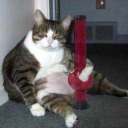 david_alicante's profile picture. 