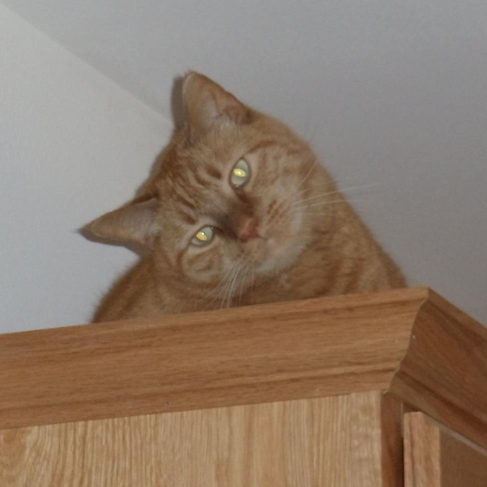 I love God, family, kitties Louie & Candy. Go Penn State Nittany Lions, NY Jets & Mets, Phil. 76ers, #11 Denny Hamlin! Favorite group NEWSBOYS.