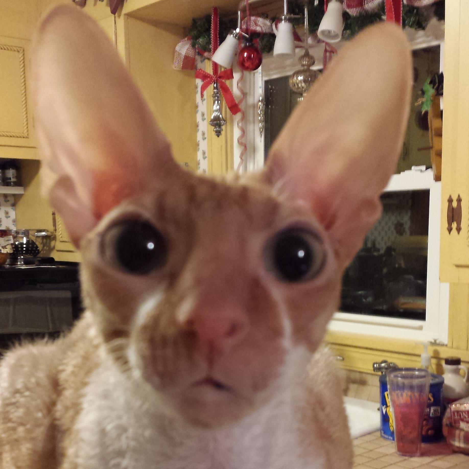 Dexter Cat on Twitter:
