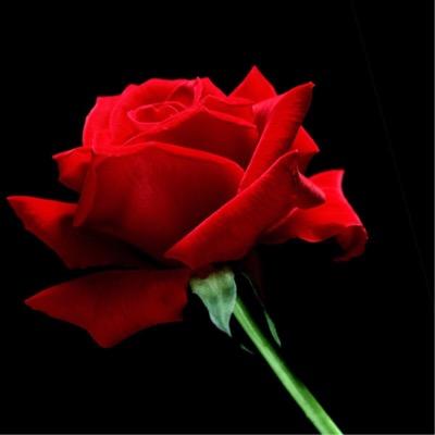 this is a twitter account called understanding self Harm in adults it's a support group please do not put photos as this can be a trigger. adults only x