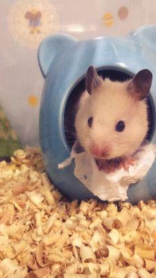 ham_bbung Profile Picture
