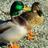 anates_it's profile image