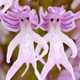 HanasakaFreddie's profile picture. ※成人済　わき＞おっぱい٩(๑❛ᴗ❛๑)۶