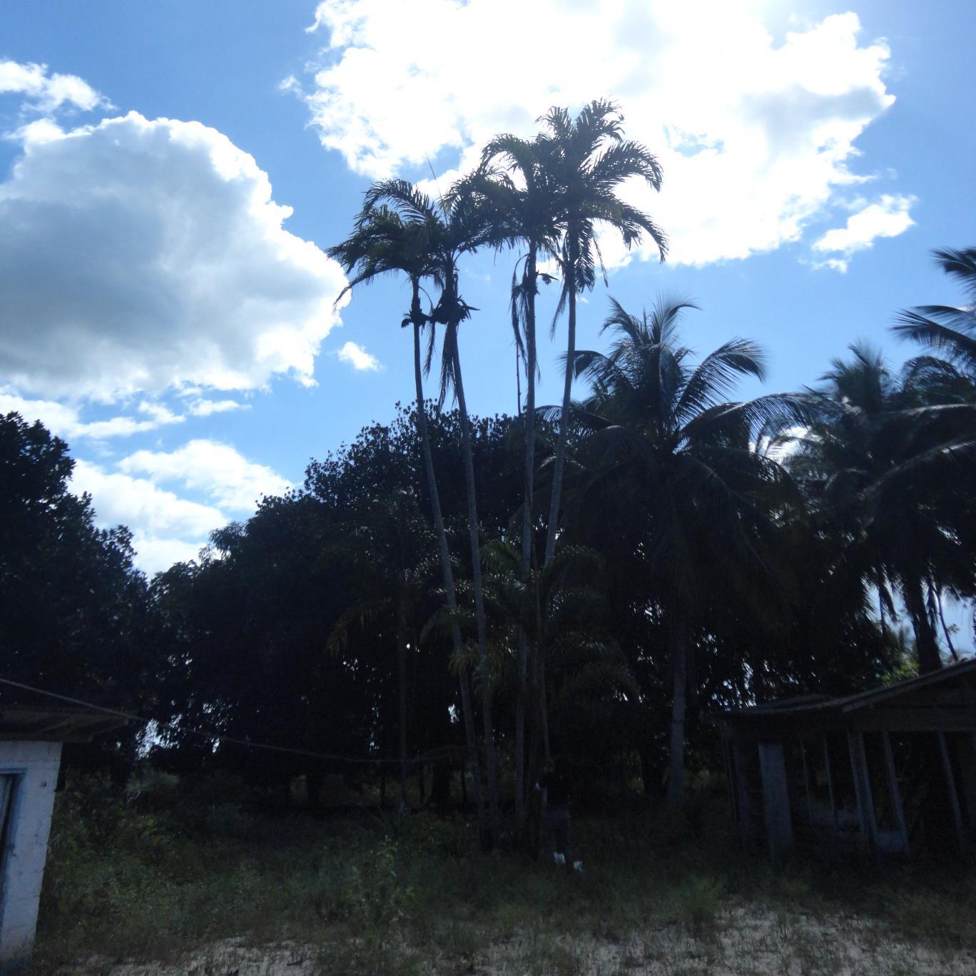 Pedro_paulol's profile picture. 