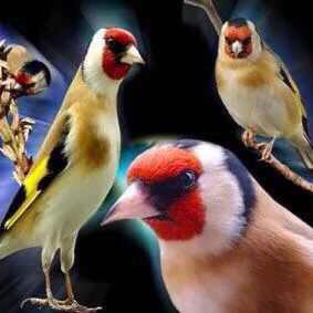 LekkatMohamed's profile picture. 