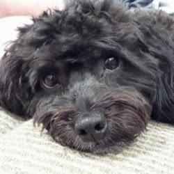 DavidPosin's profile picture. 