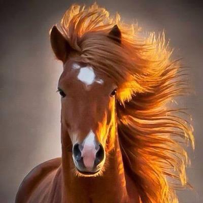 AAlkifi's profile picture. 