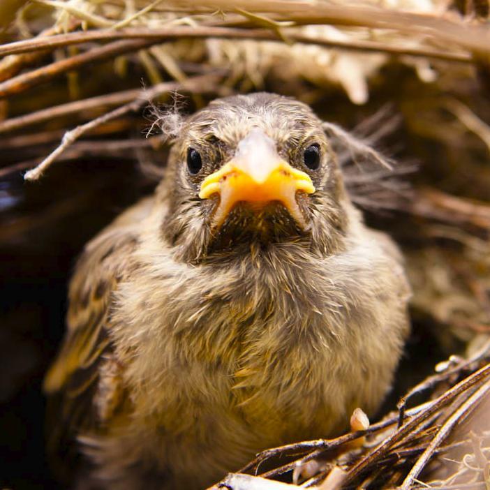 We are Team Pinzon and we study the ecology and evolution of the iconic Darwin's Finches