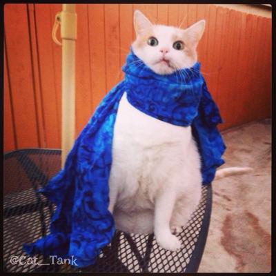 I'm Tank. Birth name: Refugio. Rescue cat from Cali. My age is unknown or limitless. I'm cranky until fed and will barf in your shoe.