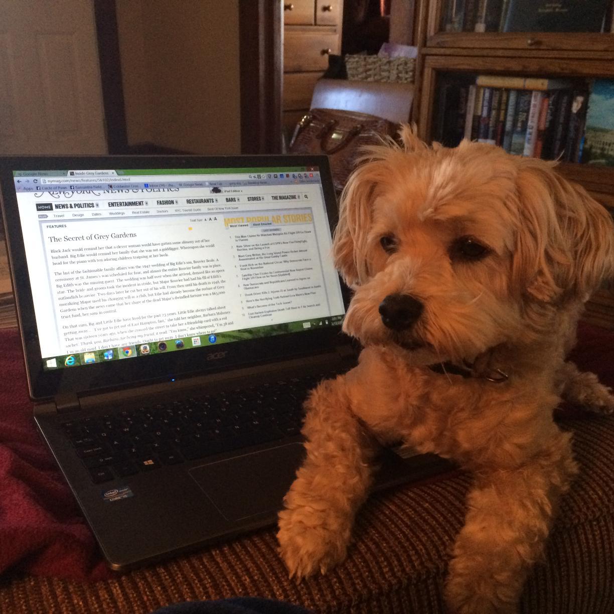 CockapooChewie's profile picture. 