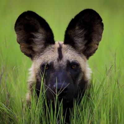 Do your part in the efforts toward preserving one of Africa's most beautiful and endangered species. Join the fight and donate today!