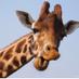 🇮🇲 Jo Overty (@jothegiraffe) Twitter profile photo 🇮🇲 Jo Overty (@jothegiraffe) Twitter profile photo