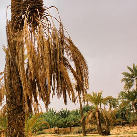 اللهم اجعل امي لطيفه وابوي حمد #الماجد وابنائهم مِن مَن قلت عنهم (وُجُوه يَوْمَئذٍ مُّسْفِرَة ضَاحِكَة مُّسْتبشِرَةٌ)