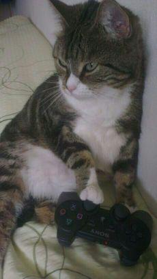 IntersecGamer's profile picture. Ja, ik ben DE Intersectiongamer van Twitch. | Ik was Twitch Turbo | Ik ben PM Twitch Sub | Ik ben een PM Twitch MOD| #comeback |