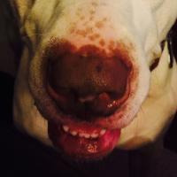 PuckChucker (@puckchucker) 's Twitter Profile