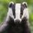 BadgerBashful's profile image
