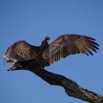 GuardianVictim's profile picture. Exposing judges, attorneys, accountants, guardians/conservators and their cronies who steal freedom and assets from other adults through guardianship.