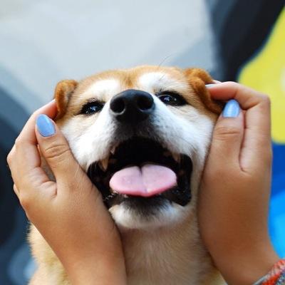 shiba_sholiou's profile picture. The page of a purebred Shiba Inu (♂) named Sho-liou and his French/Japanese human sister Alice, living in Paris. Enjoy our adventure !