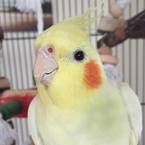 I'm as stupid as I am yellow. Bell romancer. Pizza hunter & nervous pooper. Neurotic. No sniffing. No scritches. All the millet belongs to me.