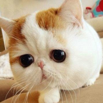 閲覧注意 獰猛な猛獣画像bot على تويتر チャウチャウとハスキーのミックス T Co Y4wn8ycz7m 閲覧注意 獰猛な猛獣画像bot على تويتر チャウチャウとハスキーのミックス T Co Y4wn8ycz7m