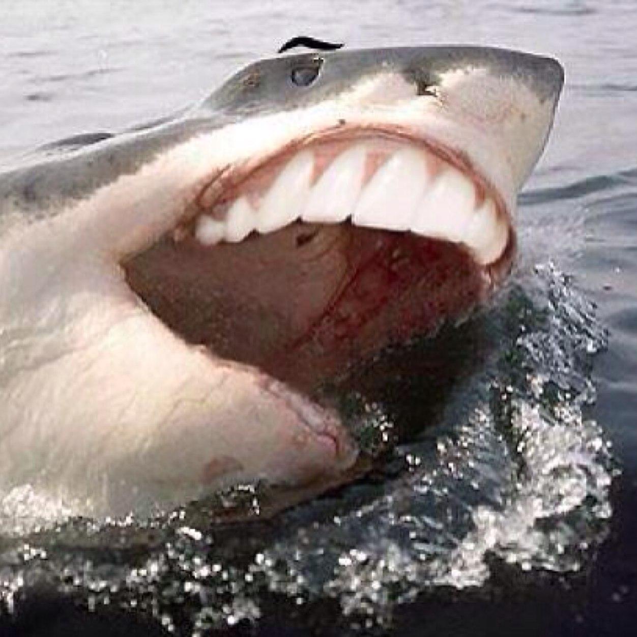 My names lark and Im lukes shark.