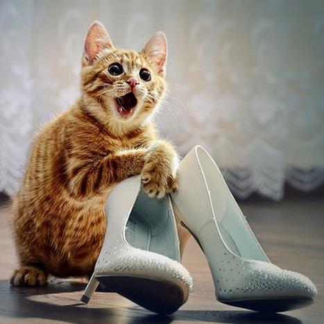 I love cats & shoes | #NoH8 | Followed by @xoBetseyJohnson | #FollowThisWay