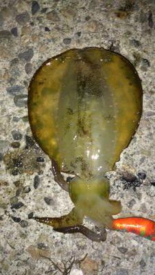 aptmjtw's profile picture. 釣り大大大好き！左ヒラメに右カレイ！そう！今こそカレイの時期！ルアーロッドを使った釣りであれば何でもしています！気軽にフォローよろしくお願いします！