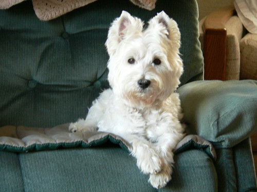animal lover who misses her beloved Westie, Sadie