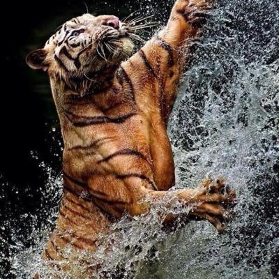 BeChillBeHappy's profile picture. Just trying to bring you stuff to brighten your day. I follow back. ( parody)