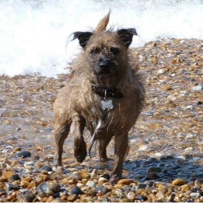 Fully insured dog walker in Brighton and the surrounding areas. Please contact me for more information.