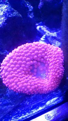 SWP is an online blog with the focus on mixed reef tanks. We have write ups on corals, fish, product reviews, tips & tricks, trivia, and informative polls.