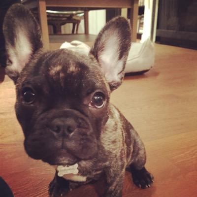 626thefrenchie's profile picture. Hi! My name is 626, my humans call me 6 for short. My motto- the best thing to have in life is, FUN!! Follow me on Instagram @626_the_frenchie