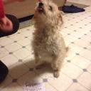 roy davison - @davison631 - Twitter