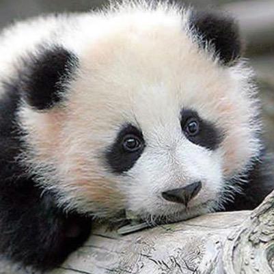 I love pandas and strawberry icecream