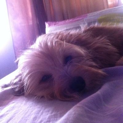 carvicgim's profile picture. Honesta, trabajadora, amante de los animales,TSU Gestión Fiscal y Trib, madre, luchadora  y bendecida por Dios.