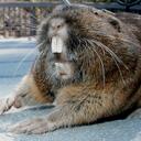 Thomas Wittman - @GophersLimited - Twitter