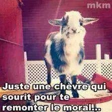 j'aime les licornes
