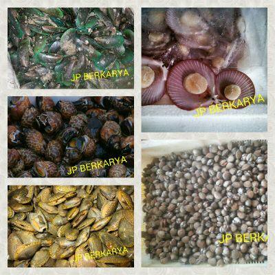 CV. JP BERKARYA   Supply SEAFOOD  • |Mussel|Lobster|Scallop|oyster.. dll|  ☏ 081330925758  ✉ jpberkarya@yahoo.co.id