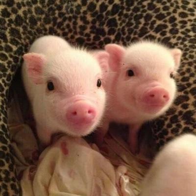 baby pig enthusiast