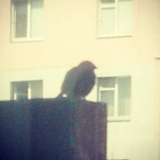 lehasparrow's profile picture. 