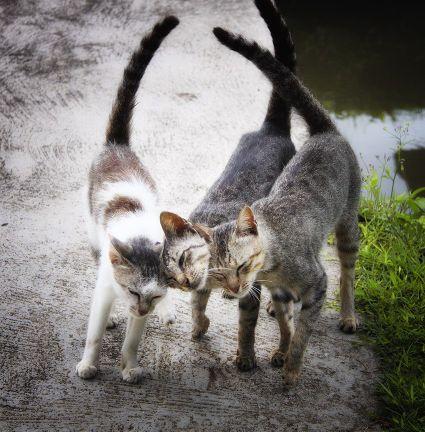 homospingmailc1's profile picture. Йога