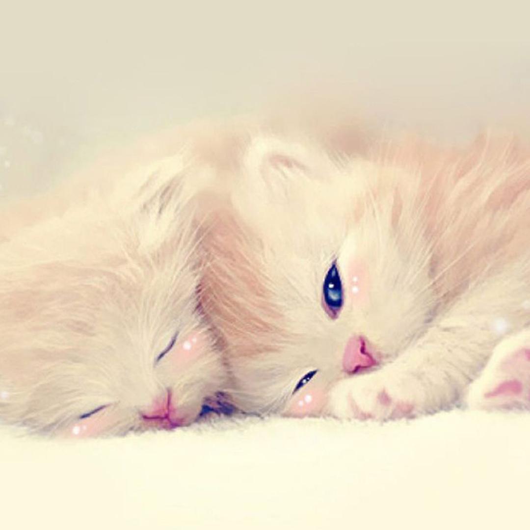 meow