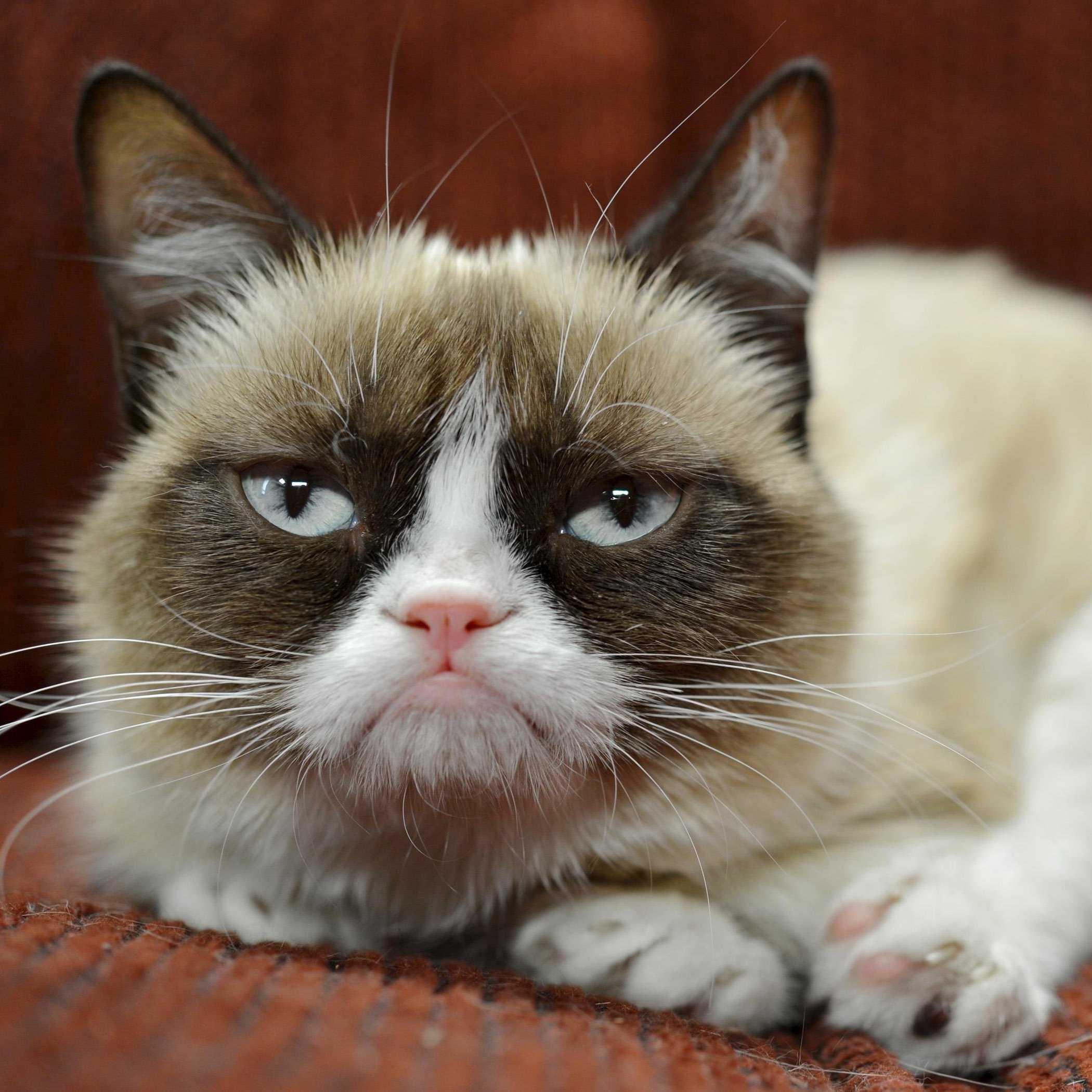 Grumpy Cat Sayings @GrumpyCatSaying  Twitter