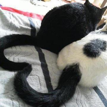 meow