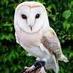 Reception (@owlclassgb) Twitter profile photo