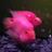 shoshetak's profile image