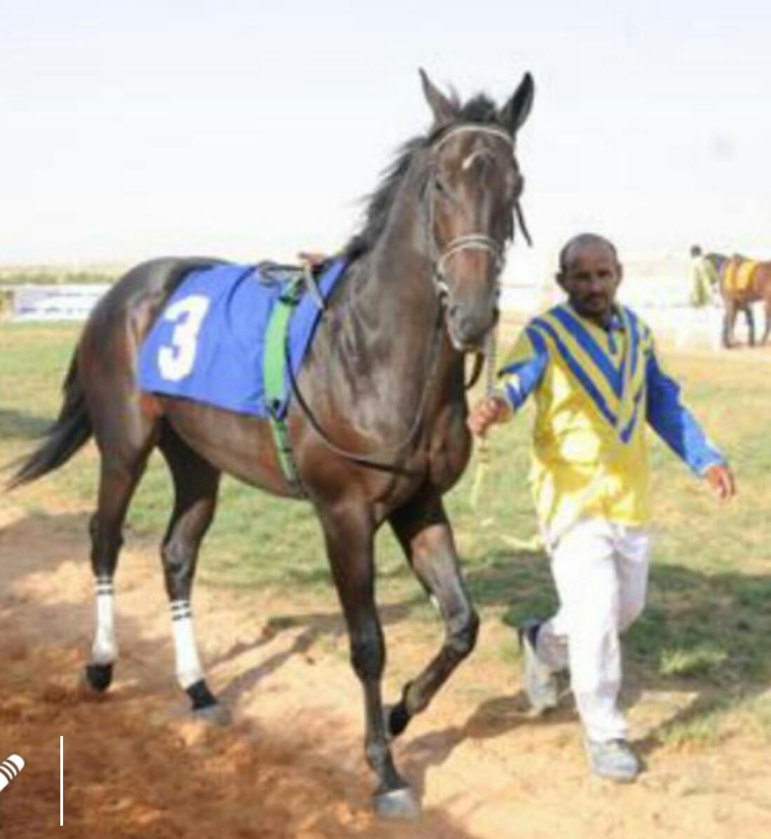 مالك ومدرب خيل في ميدان الملك سعود للفروسية في القصيم