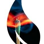 IgniteLifeInfo's profile picture. A Co-operative Platform that supports Rapid Whole System Change & empowers the global movement of Changemakers to innovate to solve our greatest challenges.