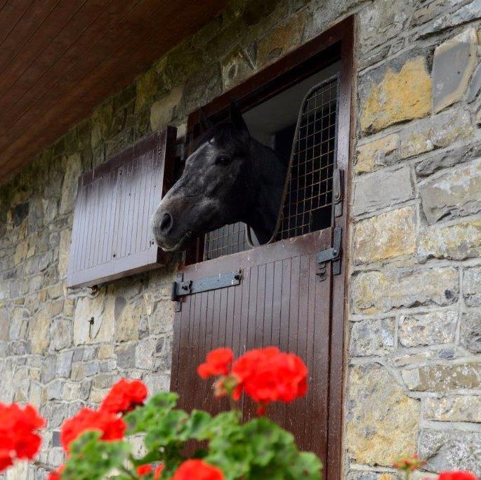 Breeding Winners since 1946 most recently 2 Group 1 winners & standing RIVER BOYNE