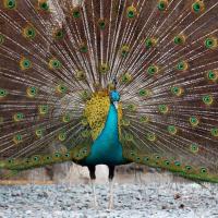 abu azzahra (@alhinaihamood) Twitter profile photo